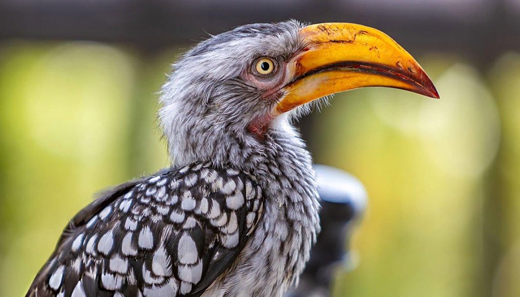 What Is The Difference Between A Yellow-Billed Hornbill And A Red-Billed Hornbill? 3 difference between a yellow-billed hornbill and a red-billed hornbill