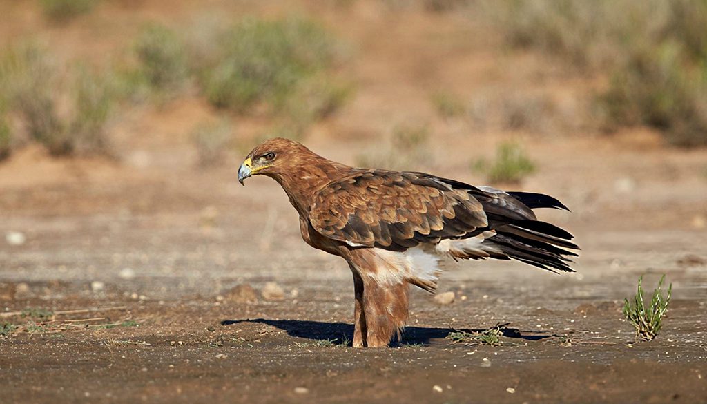 What Makes Tawny Eagles Unique? 3 what makes tawny eagles unique