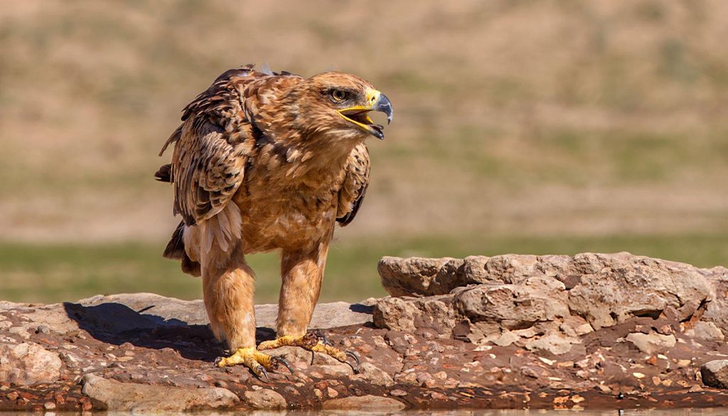 What Makes Tawny Eagles Unique? 4 what makes tawny eagles unique