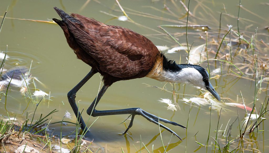 What Bird Is Called The Jesus Bird? 4 jesus bird