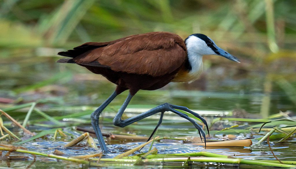 What Bird Is Called The Jesus Bird? 3 jesus bird