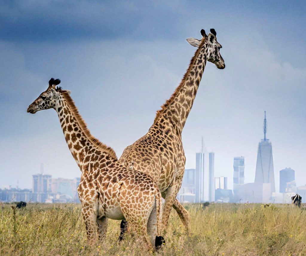 Best Afcon 2027 Match-Break Safaris Packages In Kenya: Our Top 5 Pick 6 AFCON 2027 Match-Break Safaris