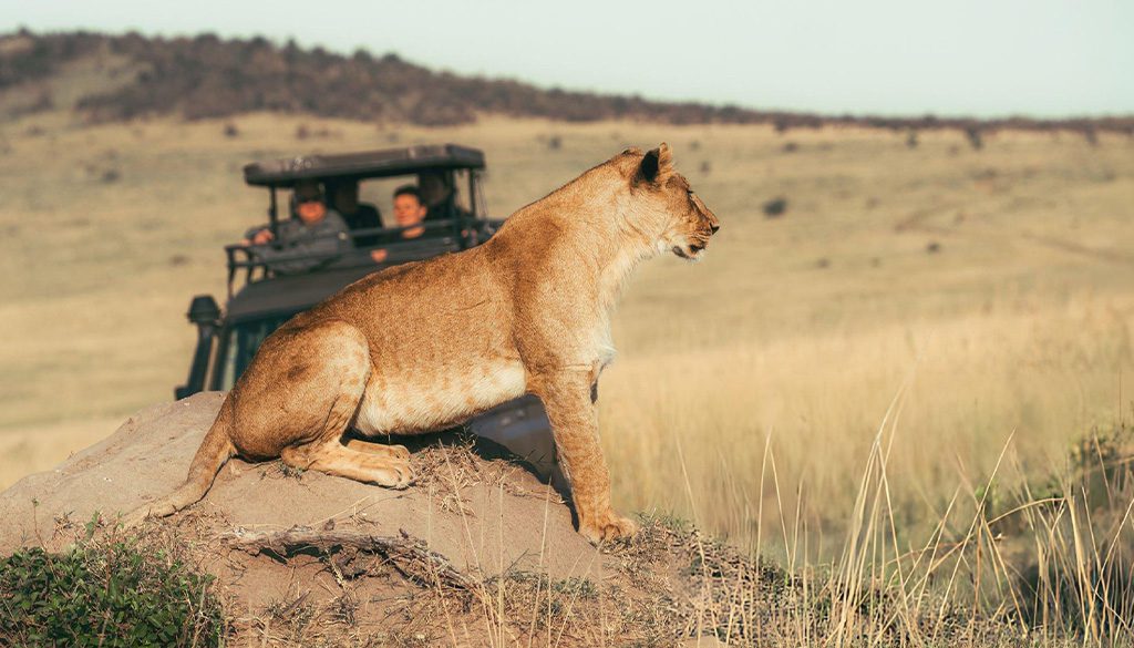 Big Five Safari