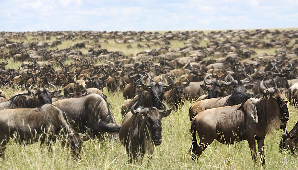 Which Safari Sectors Offer The Best Wildebeest Crossings In The Masai Mara? 6 Great Migration in the Serengeti or the Masai Mara