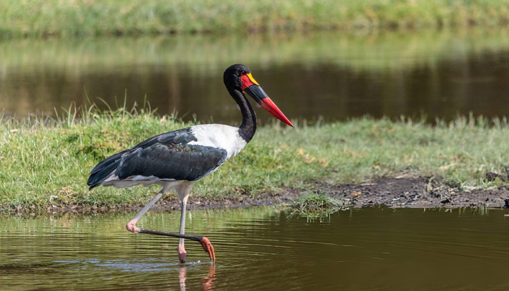 What Is The Tallest Stork In The World? 3 tallest stork in the world