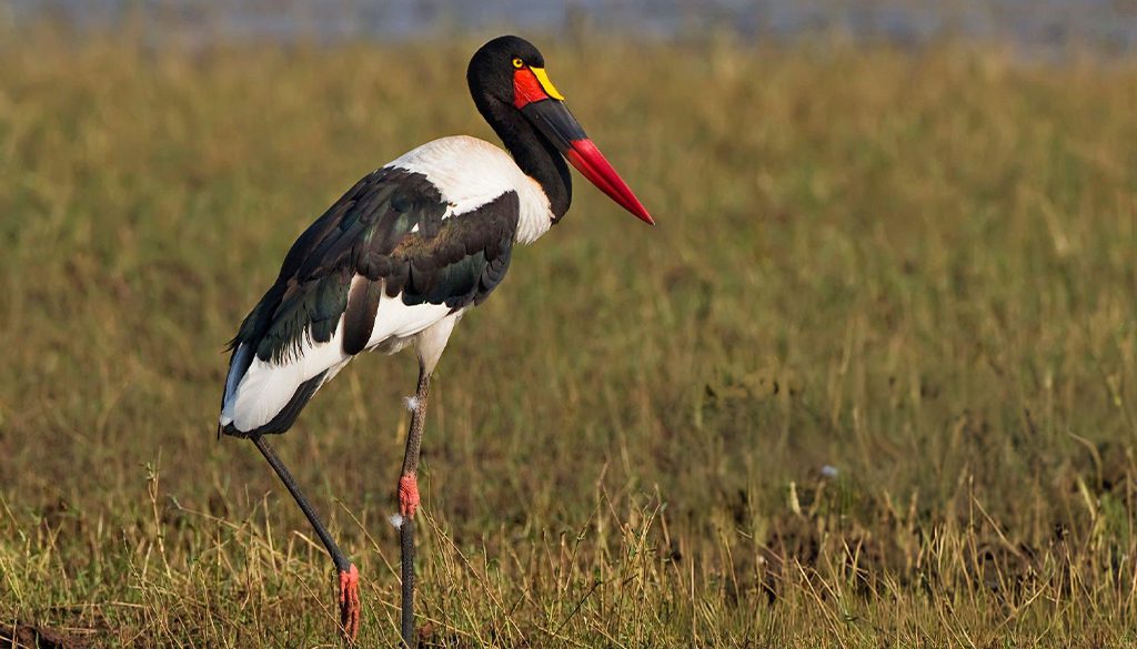 What Is The Tallest Stork In The World? 4 tallest stork in the world