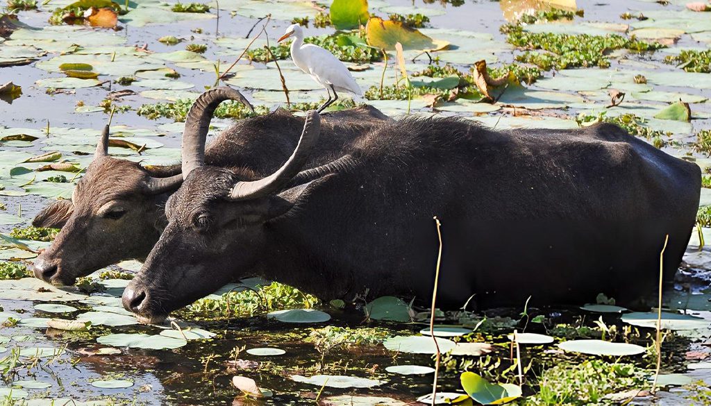 Are Water Buffalo Dangerous To Humans? 4 are water buffalo dangerous to humans