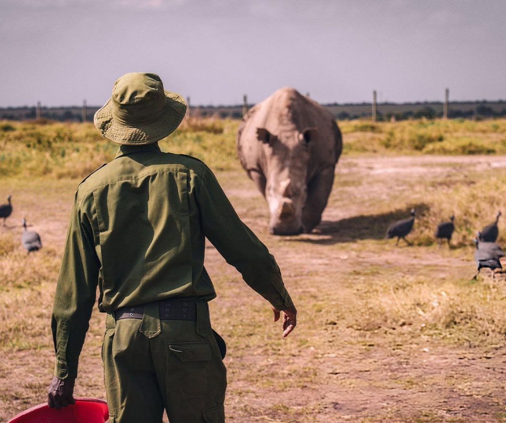 Best Afcon 2027 Match-Break Safaris Packages In Kenya: Our Top 5 Pick 9 AFCON 2027 Match-Break Safaris