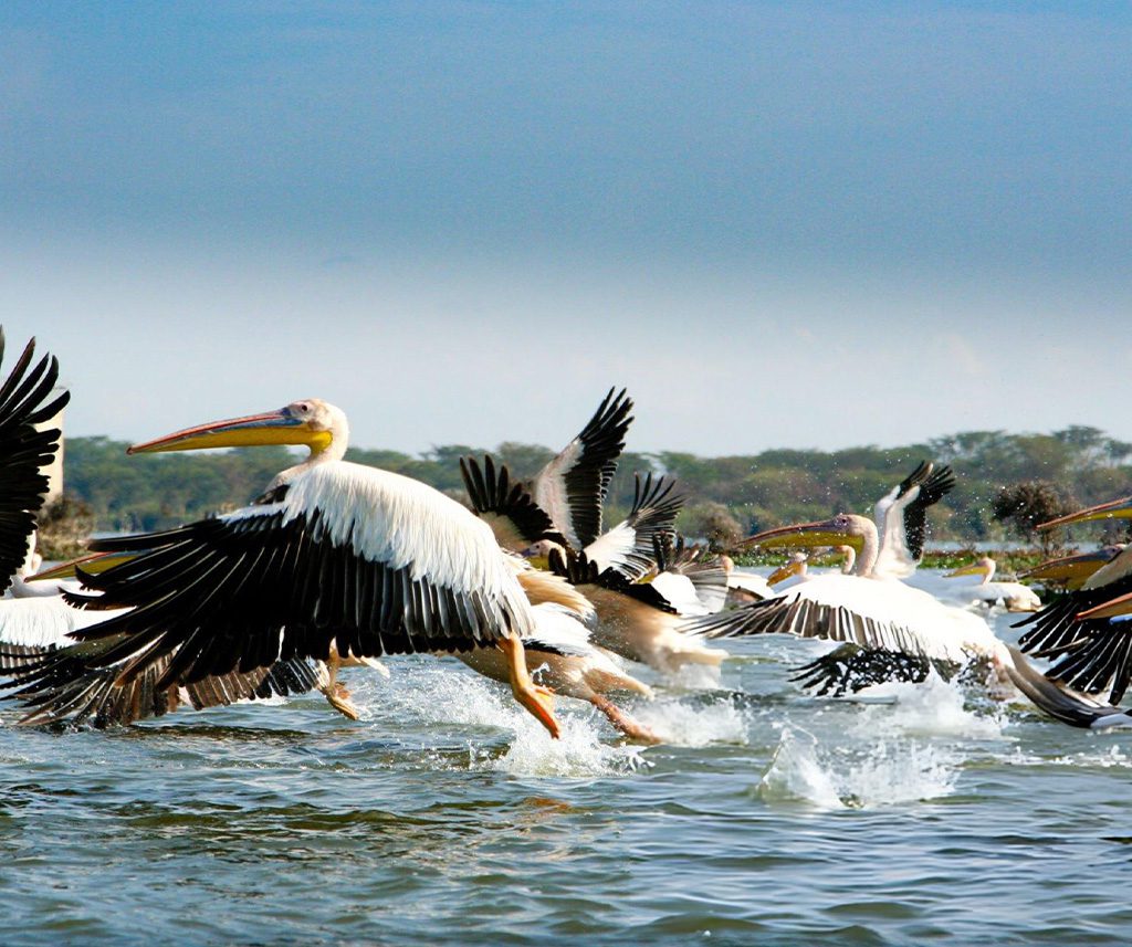 Best Afcon 2027 Match-Break Safaris Packages In Kenya: Our Top 5 Pick 8 AFCON 2027 Match-Break Safaris