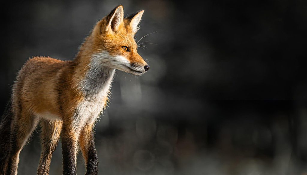 How Rare Is A Red Fox? 3 red fox