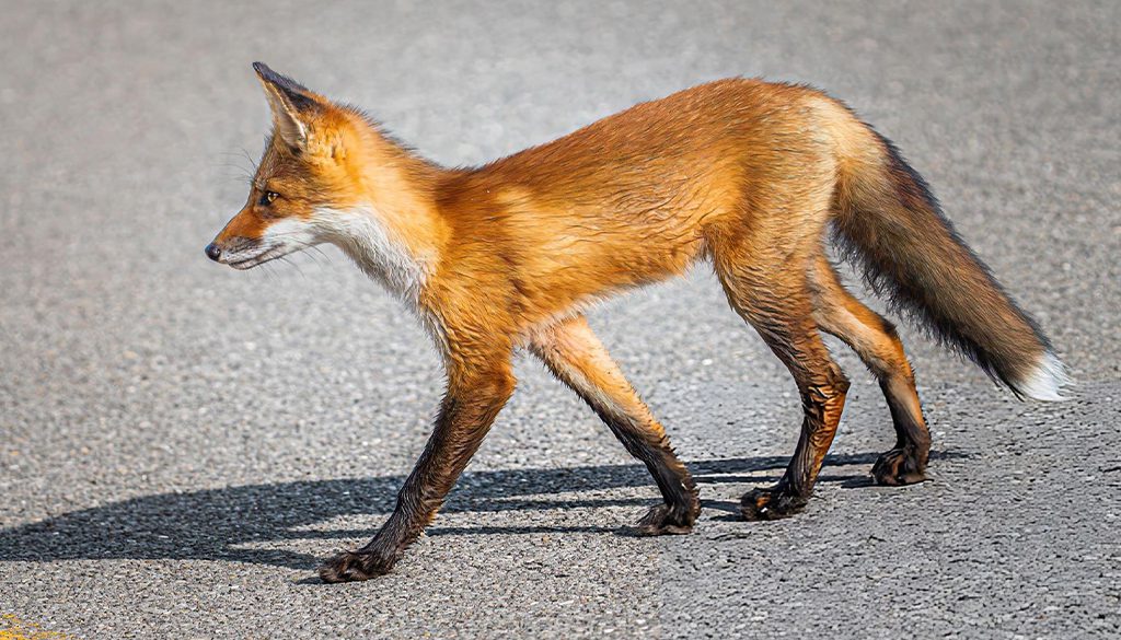 How Rare Is A Red Fox? 4 red fox