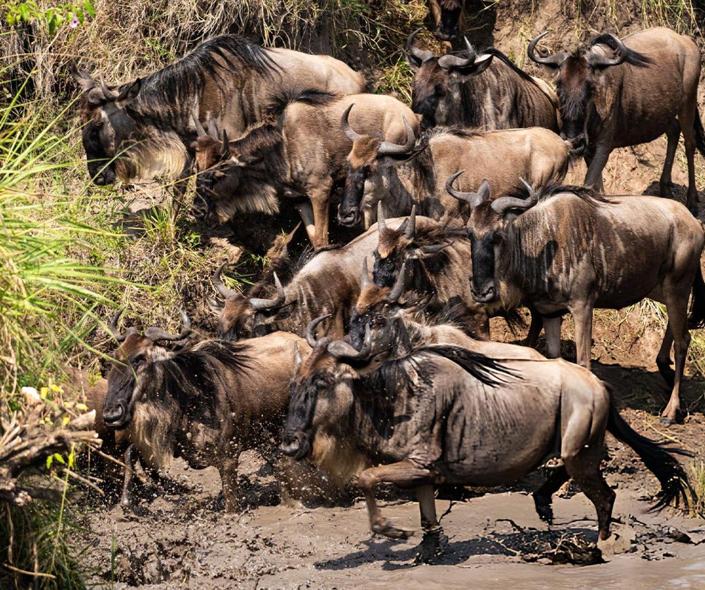 Best Afcon 2027 Match-Break Safaris Packages In Kenya: Our Top 5 Pick 7 AFCON 2027 Match-Break Safaris